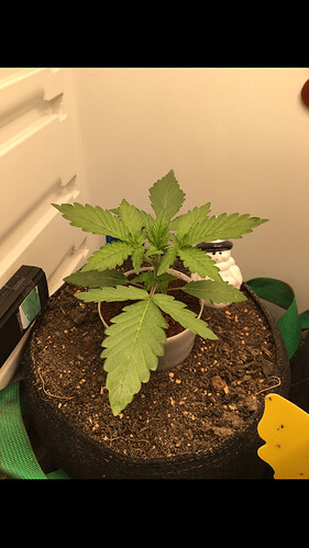 Growreport Bild 16