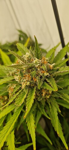 Growreport Bild 4