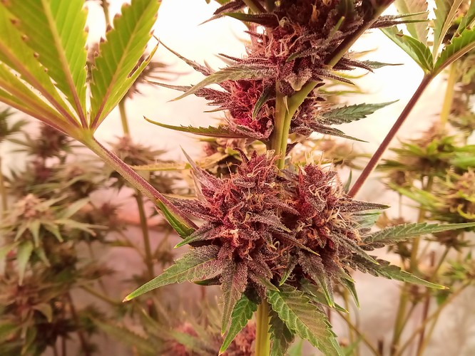 Growreport Bild 17