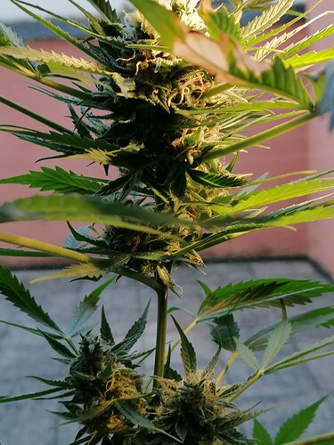 Growreport Bild 1