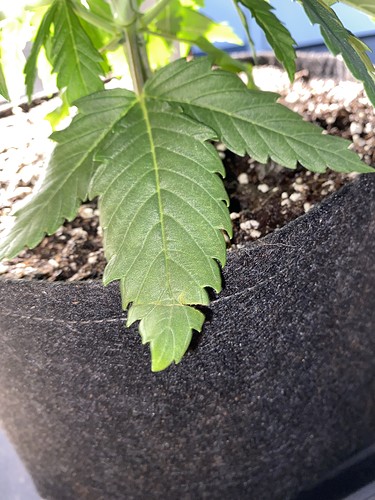 Growreport Bild 6