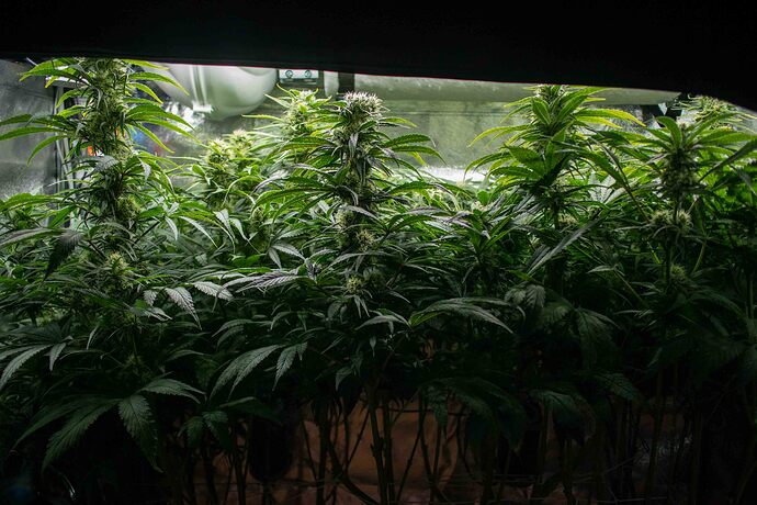Growreport Bild 2