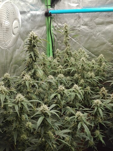 Growreport Bild 13