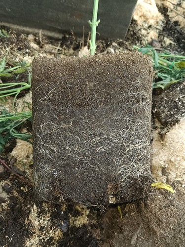 Growreport Bild 19