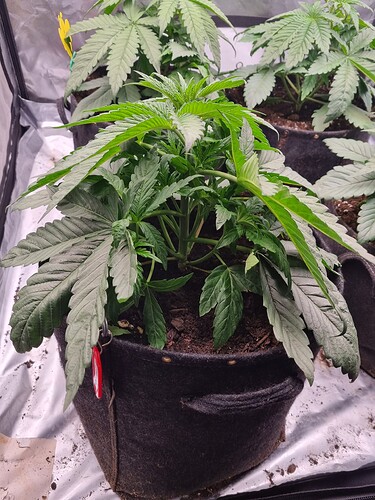 Growreport Bild 9