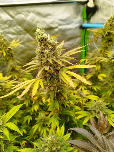 Growreport Bild 3