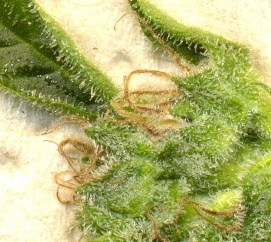 RD1_Trichome220714