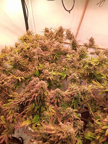 Growreport Bild 24