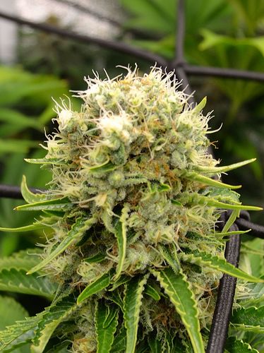 Growreport Bild 24