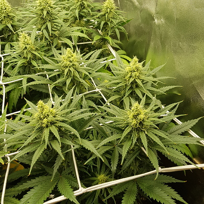 Growreport Bild 11