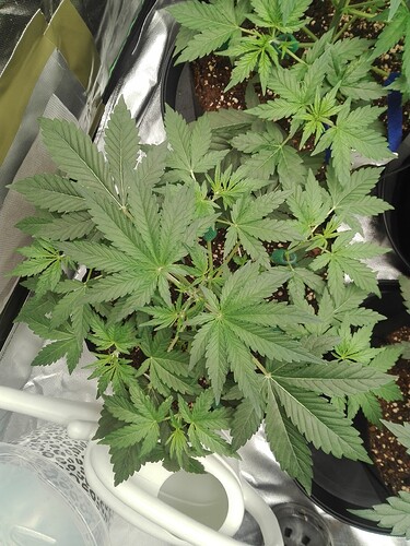 Growreport Bild 12