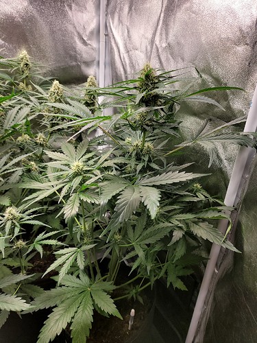 Growreport Bild 7