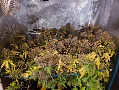 Growreport Bild 1