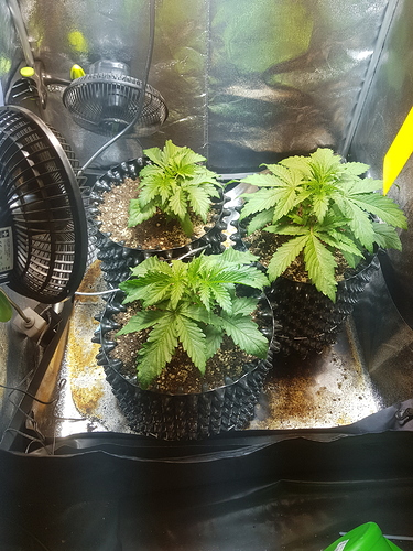 Growreport Bild 5