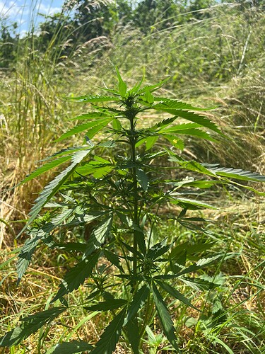 Growreport Bild 9