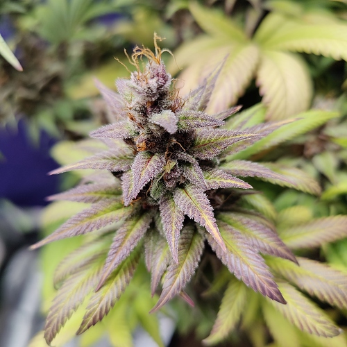 Growreport Bild 23
