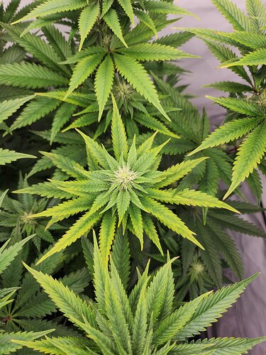 Growreport Bild 7