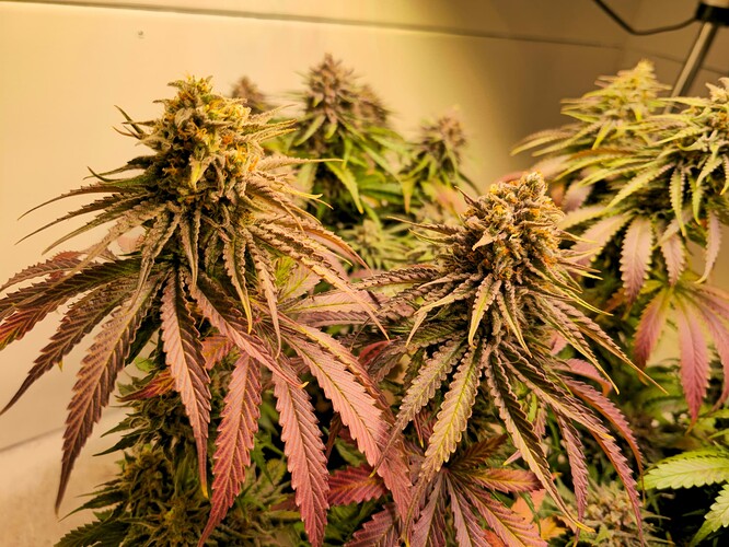 Growreport Bild 42