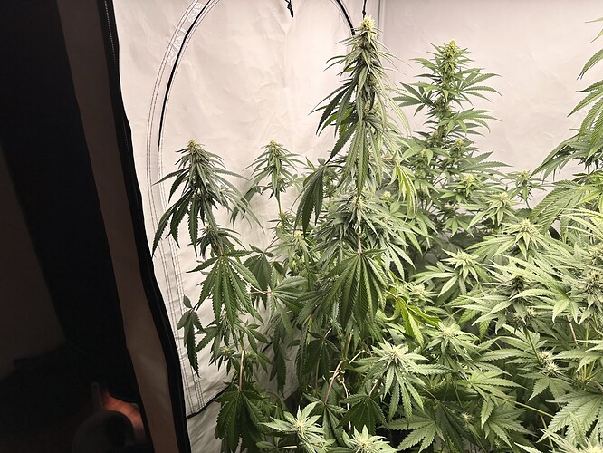 Growreport Bild 4