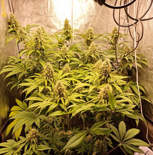 Growreport Bild 5