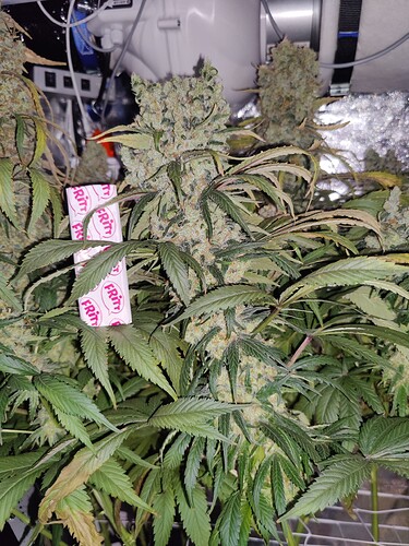 Growreport Bild 27