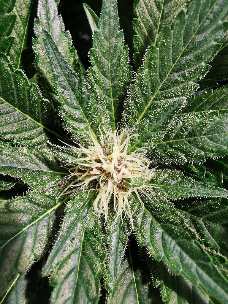 1.Grow Cannabis Blätter haben braun/schwarze Ränder. Spitzen rollen sich nach oben Grow
