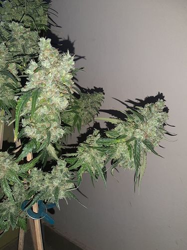 Growreport Bild 4