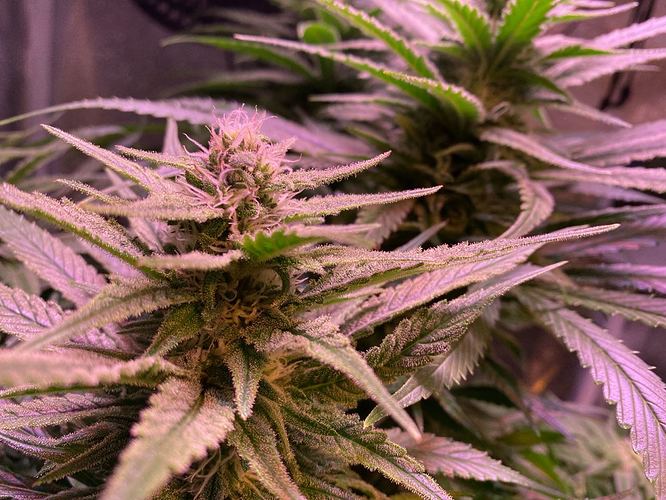 Growreport Bild 30