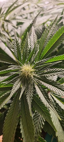 Growreport Bild 5