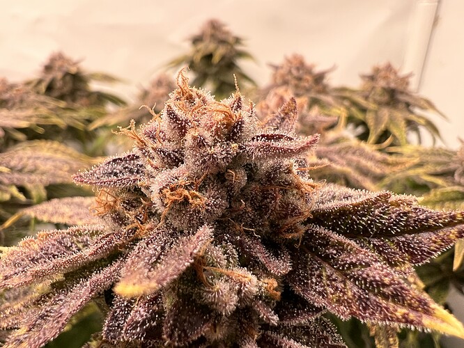 Growreport Bild 11