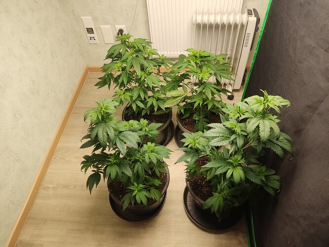 Growreport Bild 11