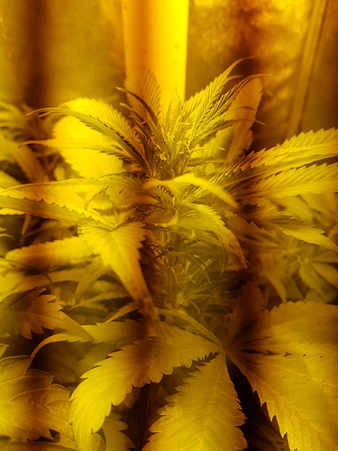 Growreport Bild 4