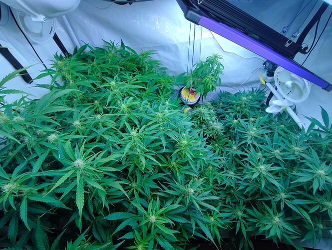 Growreport Bild 11