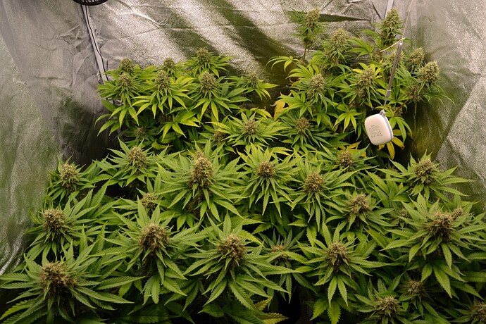 Growreport Bild 1