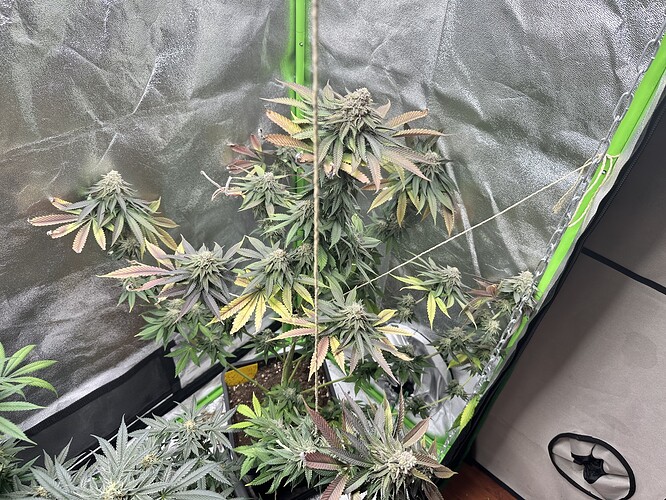 Growreport Bild 32