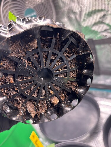 Growreport Bild 46