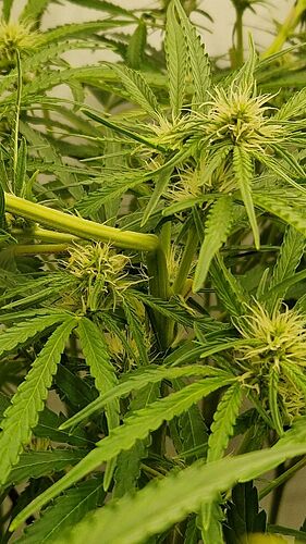 Growreport Bild 6