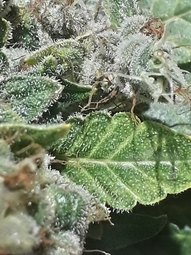 Growreport Bild 4