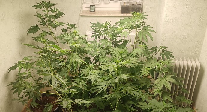Growreport Bild 3