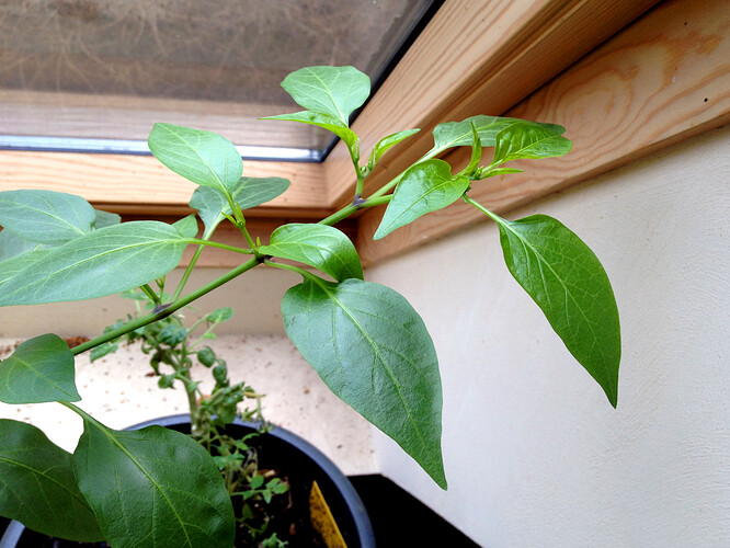 TomateChili_230109_3