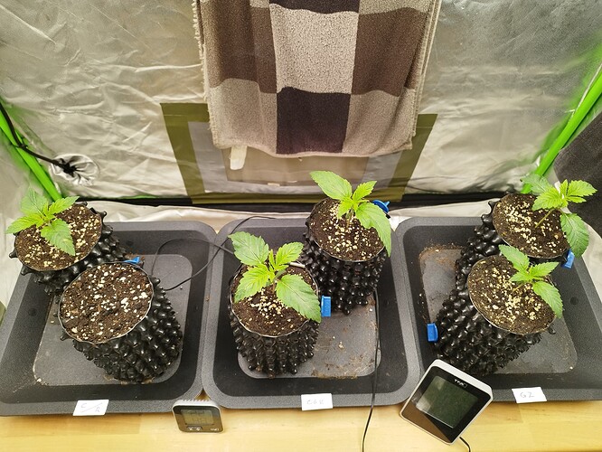 Growreport Bild 5