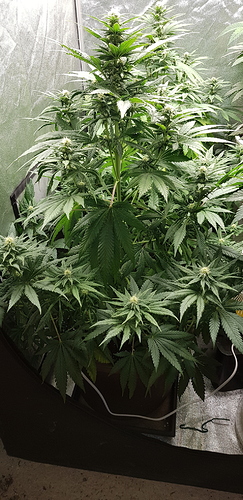 Growreport Bild 1