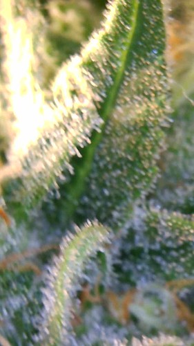 Growreport Bild 9