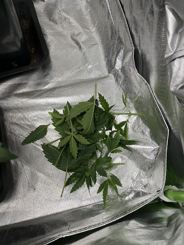 Growreport Bild 7