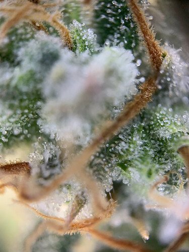 Growreport Bild 5