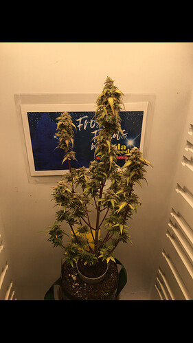 Growreport Bild 2