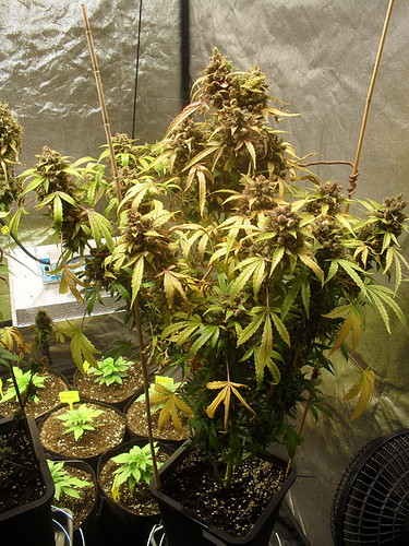 Growreport Bild 5