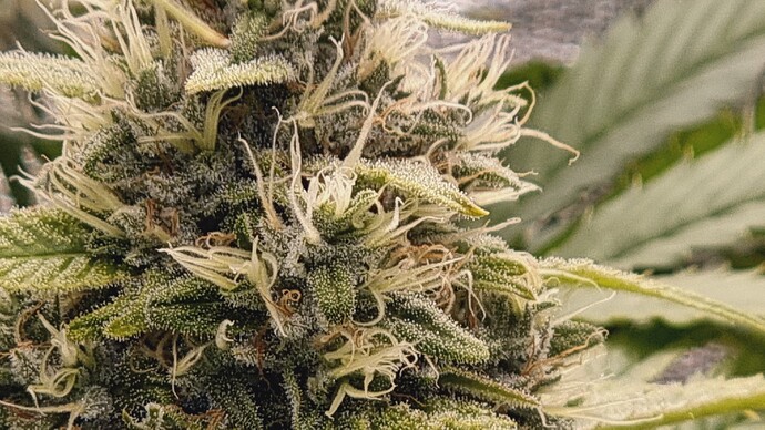 Growreport Bild 11