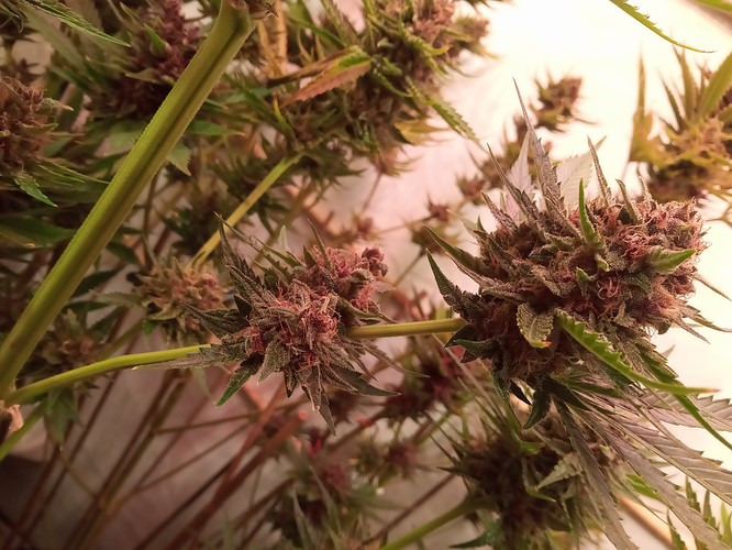 Growreport Bild 12