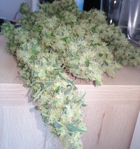 Growreport Bild 2